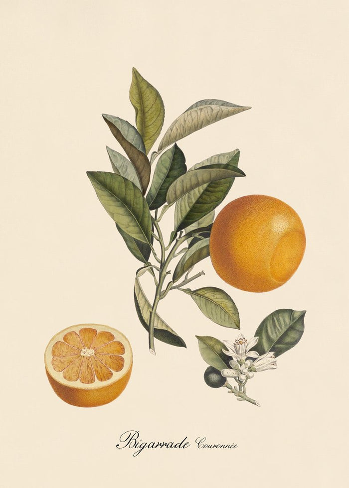 Orange Print in Black Frame